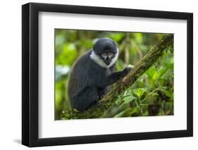 L'Hoest's monkey, Bwindi Impenetrable National Forest, Uganda-Art Wolfe-Framed Premium Photographic Print