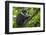 L'Hoest's monkey, Bwindi Impenetrable National Forest, Uganda-Art Wolfe-Framed Premium Photographic Print