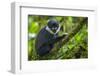 L'Hoest's monkey, Bwindi Impenetrable National Forest, Uganda-Art Wolfe-Framed Premium Photographic Print