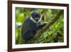 L'Hoest's monkey, Bwindi Impenetrable National Forest, Uganda-Art Wolfe-Framed Photographic Print