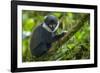 L'Hoest's monkey, Bwindi Impenetrable National Forest, Uganda-Art Wolfe-Framed Photographic Print