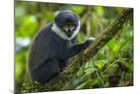 L'Hoest's monkey, Bwindi Impenetrable National Forest, Uganda-Art Wolfe-Mounted Photographic Print