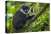 L'Hoest's monkey, Bwindi Impenetrable National Forest, Uganda-Art Wolfe-Stretched Canvas