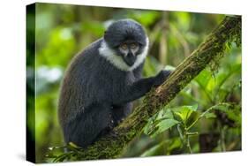 L'Hoest's monkey, Bwindi Impenetrable National Forest, Uganda-Art Wolfe-Stretched Canvas