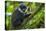 L'Hoest's monkey, Bwindi Impenetrable National Forest, Uganda-Art Wolfe-Stretched Canvas