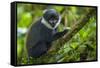 L'Hoest's monkey, Bwindi Impenetrable National Forest, Uganda-Art Wolfe-Framed Stretched Canvas