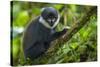 L'Hoest's monkey, Bwindi Impenetrable National Forest, Uganda-Art Wolfe-Stretched Canvas