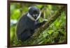 L'Hoest's monkey, Bwindi Impenetrable National Forest, Uganda-Art Wolfe-Framed Photographic Print