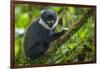 L'Hoest's monkey, Bwindi Impenetrable National Forest, Uganda-Art Wolfe-Framed Photographic Print