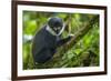 L'Hoest's monkey, Bwindi Impenetrable National Forest, Uganda-Art Wolfe-Framed Photographic Print