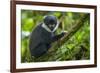 L'Hoest's monkey, Bwindi Impenetrable National Forest, Uganda-Art Wolfe-Framed Photographic Print