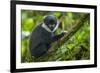 L'Hoest's monkey, Bwindi Impenetrable National Forest, Uganda-Art Wolfe-Framed Photographic Print