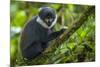 L'Hoest's monkey, Bwindi Impenetrable National Forest, Uganda-Art Wolfe-Mounted Photographic Print