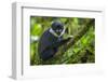 L'Hoest's monkey, Bwindi Impenetrable National Forest, Uganda-Art Wolfe-Framed Photographic Print