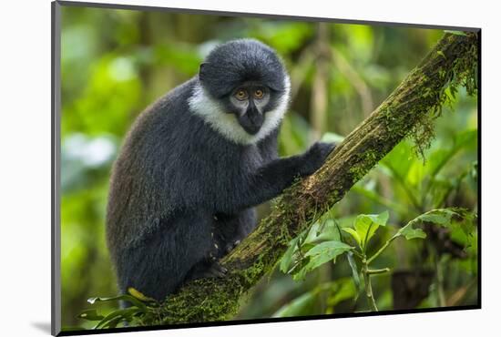 L'Hoest's monkey, Bwindi Impenetrable National Forest, Uganda-Art Wolfe-Mounted Photographic Print