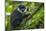 L'Hoest's monkey, Bwindi Impenetrable National Forest, Uganda-Art Wolfe-Mounted Photographic Print