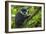 L'Hoest's monkey, Bwindi Impenetrable National Forest, Uganda-Art Wolfe-Framed Photographic Print