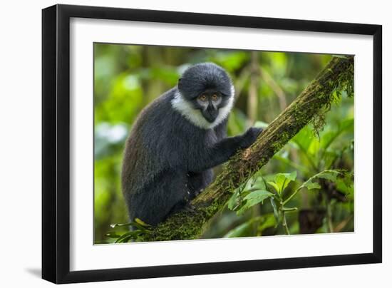 L'Hoest's monkey, Bwindi Impenetrable National Forest, Uganda-Art Wolfe-Framed Photographic Print