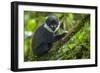 L'Hoest's monkey, Bwindi Impenetrable National Forest, Uganda-Art Wolfe-Framed Photographic Print