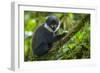 L'Hoest's monkey, Bwindi Impenetrable National Forest, Uganda-Art Wolfe-Framed Photographic Print