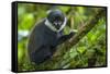 L'Hoest's monkey, Bwindi Impenetrable National Forest, Uganda-Art Wolfe-Framed Stretched Canvas