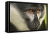 L'Hoest's Monkey-null-Framed Stretched Canvas