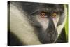 L'Hoest's Monkey-null-Stretched Canvas