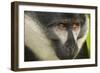 L'Hoest's Monkey-null-Framed Photographic Print