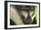 L'Hoest's Monkey-null-Framed Photographic Print