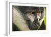 L'Hoest's Monkey-null-Framed Photographic Print