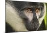 L'Hoest's Monkey-null-Mounted Photographic Print