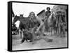 L'Homme qui n'a pas d'etoile MAN WITHOUT A STAR by King Vidor with Kirk Douglas, 1955 (b/w photo)-null-Framed Stretched Canvas