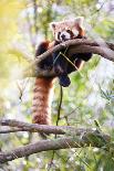 Red Panda (Ailurus Fulgens, Lit. Shining Cat )-l i g h t p o e t-Photographic Print