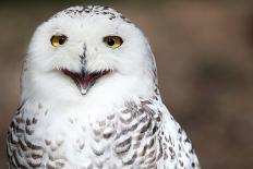 Snowy Owl (Bubo Scandiacus)-l i g h t p o e t-Photographic Print