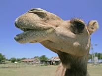 A Camel from Doug Baum's Herd is Shown in Valley Mills, Texas, Thursday, July 13, 2006-L.m. Otero-Mounted Photographic Print