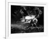 La Belle and la Bete by JeanCocteau with Josette Day and Jean Marais, 1946 (b/w photo)-null-Framed Photo