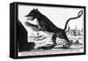 La Bete Du Gevaudan the Beast at Large-null-Framed Stretched Canvas