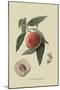 La Bourdine Peach-William Hooker-Mounted Art Print