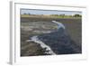 La Brea Pitch Lake-Tony-Framed Photographic Print