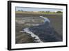 La Brea Pitch Lake-Tony-Framed Photographic Print