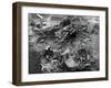 La Brea Tar Pit-null-Framed Photo