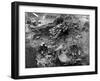 La Brea Tar Pit-null-Framed Photo