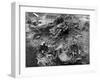 La Brea Tar Pit-null-Framed Photo