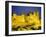 La Cite, Medieval Fortified Town, Carcassone, Aude, Languedoc-Roussillon, France-David Hughes-Framed Photographic Print