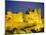La Cite, Medieval Fortified Town, Carcassone, Aude, Languedoc-Roussillon, France-David Hughes-Mounted Photographic Print