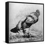 La Coq, C1850-1910-Felix Bracquemond-Framed Stretched Canvas