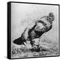 La Coq, C1850-1910-Felix Bracquemond-Framed Stretched Canvas
