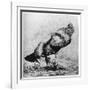 La Coq, C1850-1910-Felix Bracquemond-Framed Giclee Print