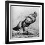 La Coq, C1850-1910-Felix Bracquemond-Framed Giclee Print