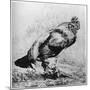 La Coq, C1850-1910-Felix Bracquemond-Mounted Giclee Print